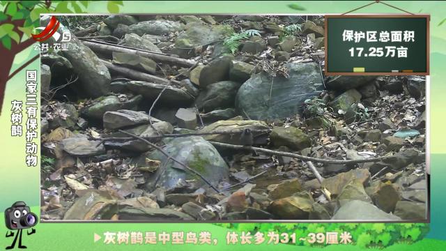 绿野秘踪20241124