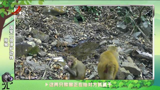 绿野秘踪20241128