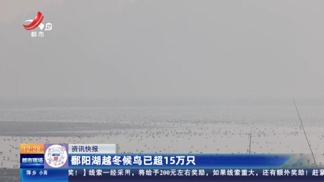 鄱阳湖越冬候鸟已超15万只