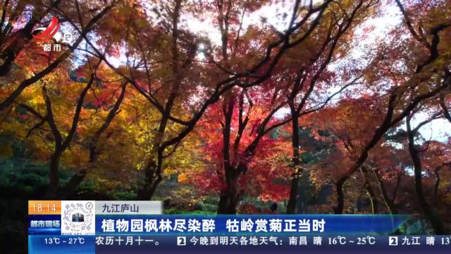 九江庐山：植物园枫林尽染醉 牯岭赏菊正当时