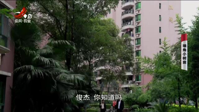乡村栏目剧场20241114 墙角小树苗