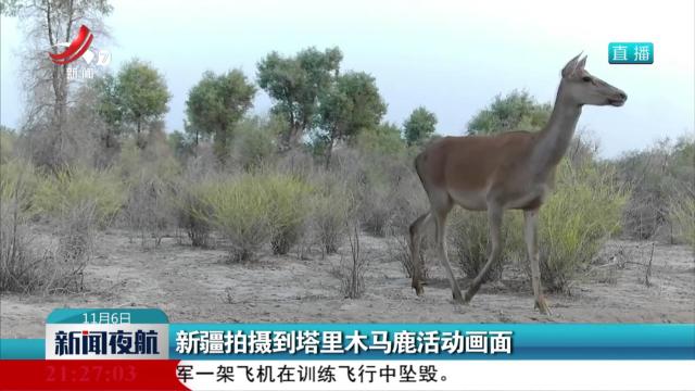 新疆拍摄到塔里木马鹿活动画面