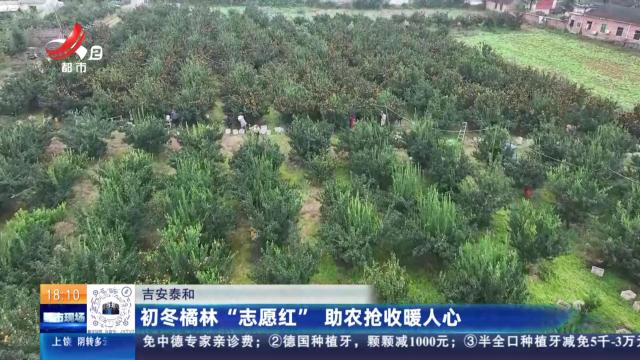 吉安泰和：初冬橘林“志愿红” 助农抢手暖人心