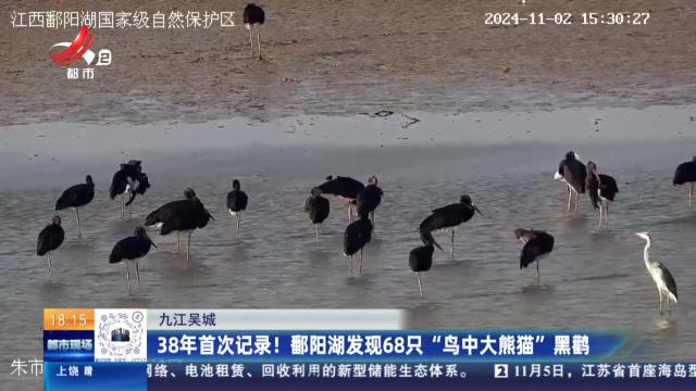 九江吴城：38年首次记录！ 鄱阳湖发现68只“鸟中大熊猫”黑鹳