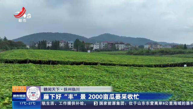 【赣闻天下】抚州临川：藤下好“丰”景 2000亩瓜萎采收忙