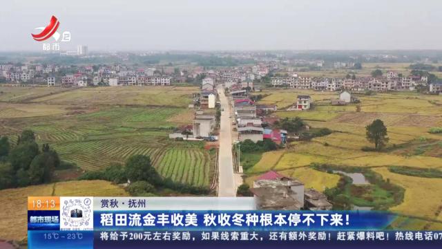 【赏秋】抚州：稻田流金丰收美 秋收冬种根本停不下来！