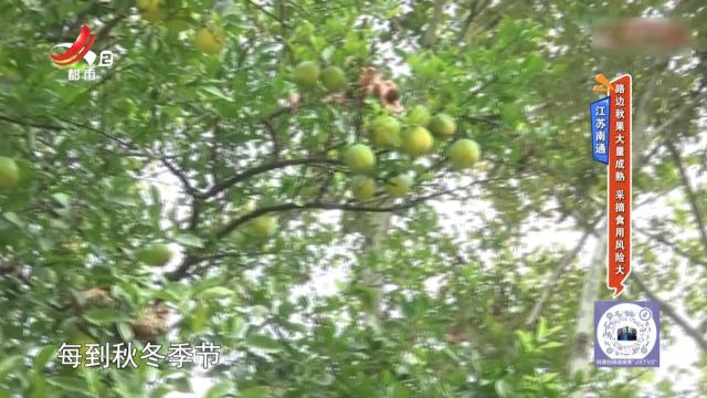 江苏南通——路边秋果大量成熟 采摘食用风险大