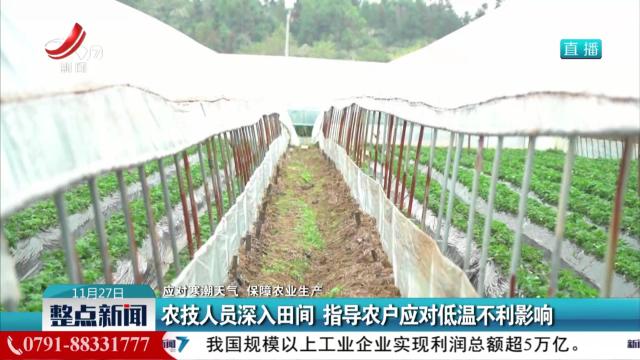 【应对寒潮天气 保障农业生产】农技人员深入田间 指导农户应对低温不利影响