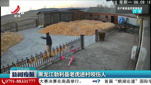 黑龙江勃利县老虎进村咬伤人