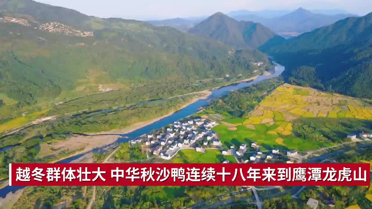 越冬群体壮大 中华秋沙鸭连续十八年来到鹰潭龙虎山