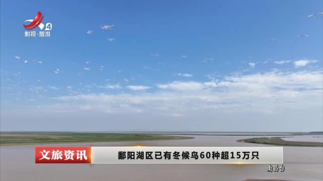 鄱阳湖区已有冬候鸟60种超15万只