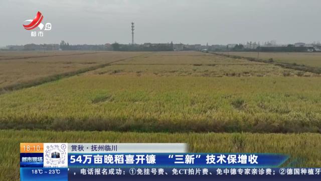 【赏秋】抚州临川：54万亩晚稻喜开镰 “三新”技术保增收