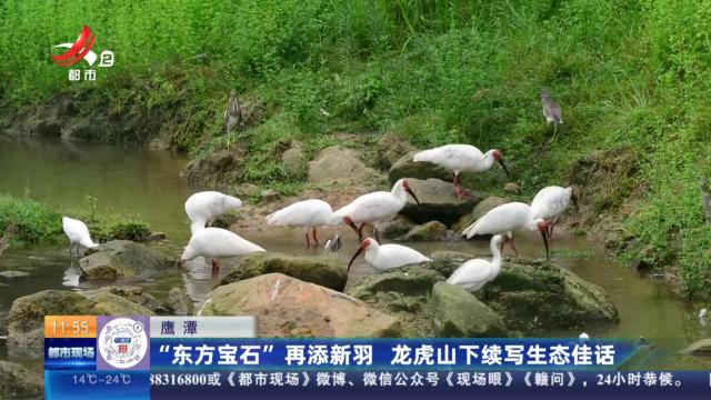 鹰潭：“东方宝石”再添新羽 龙虎山下续写生态佳话