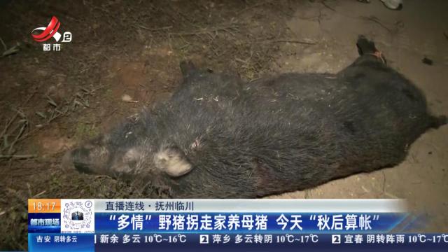 【直播连线】抚州临川：“多情”野猪拐走家养母猪 今天“秋后算账”