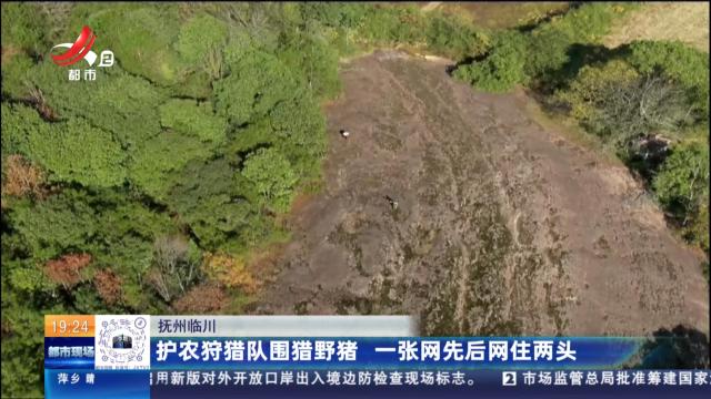 抚州临川：护农狩猎队围猎野猪 一张网先后网住两头