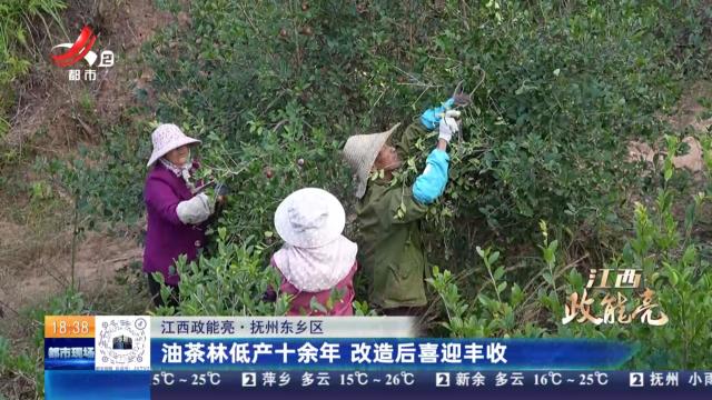 【江西政能亮】抚州东乡区：油茶林低产十余年 改造后喜迎丰收