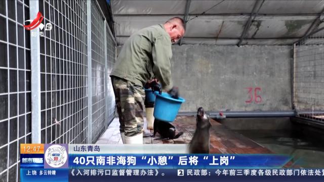 山东青岛：40只南非海狗 “小憩”后将“上岗”