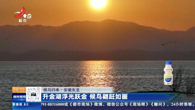 【候鸟归来】安徽东至：升金湖浮光跃金 候鸟翩跹如画