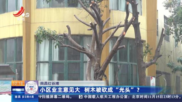 南昌红谷滩：小区业主意见大 树木被砍成“光头”？