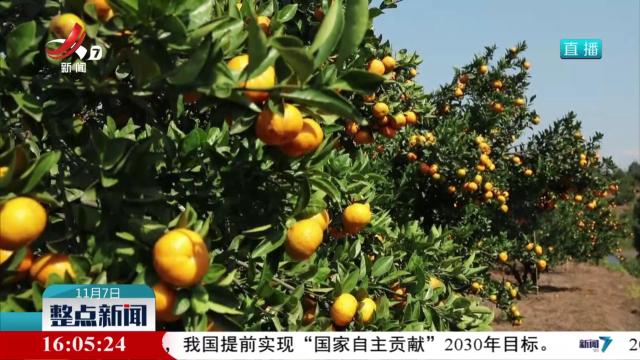 南丰蜜桔时隔四年重返美国市场