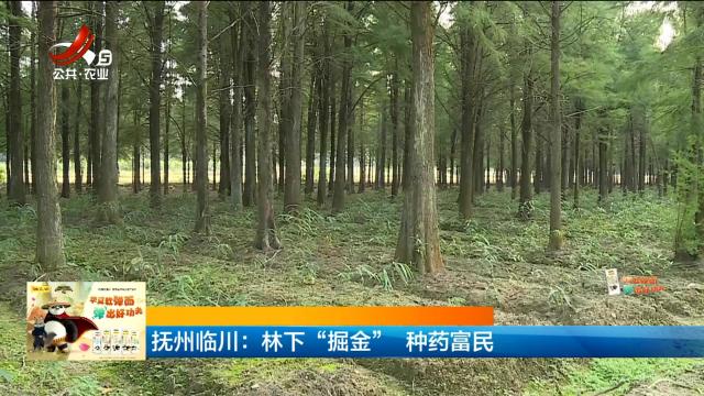 抚州临川：林下“掘金” 种药富民