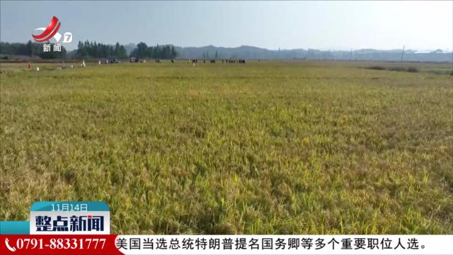 整点新闻20241114 14:00