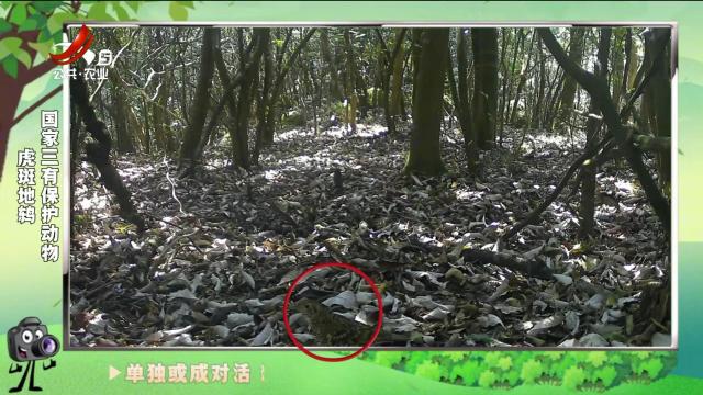 绿野秘踪20241125