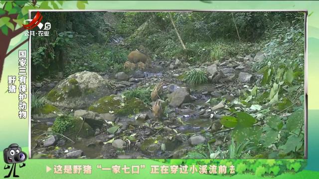 绿野秘踪20241129