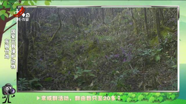 绿野秘踪20241129