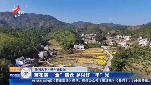 【赣闻天下】赣州赣县区：菊花黄“金”满仓 乡村好“丰”光