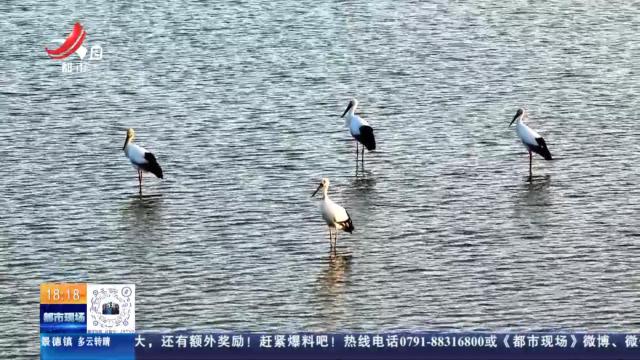 【上饶鄱阳县鸦鹊湖省级湿地公园】“鸟中国宝”东方白鹳来了