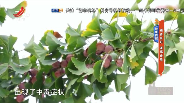 健康提醒——银杏虽好 谨慎食用