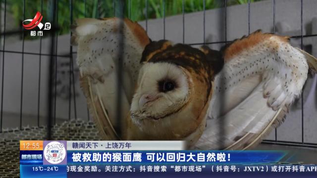 【赣闻天下】上饶万年：被救助的猴面鹰 可以回归大自然啦！