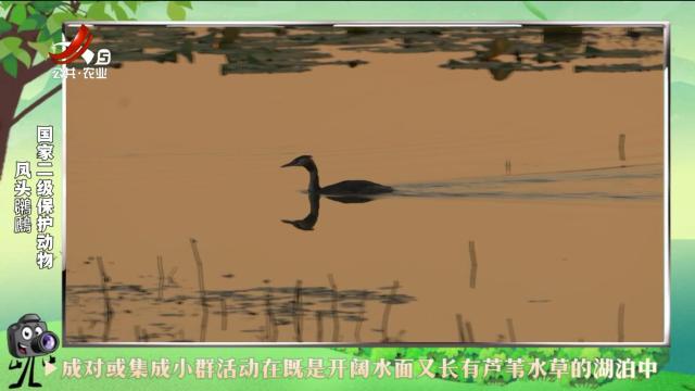 绿野秘踪20241102