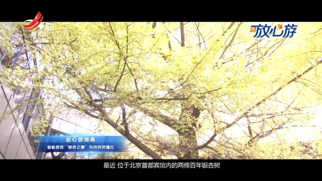 都市放心游·放心游指南：首都宾馆“银杏之窗” 为何突然爆红