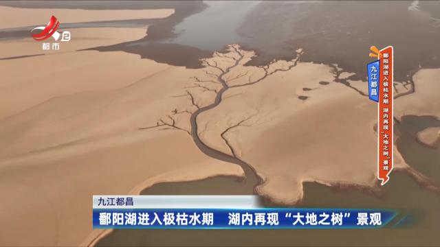 九江都昌：鄱阳湖进入极枯水期 湖内再现“大地之树”景观