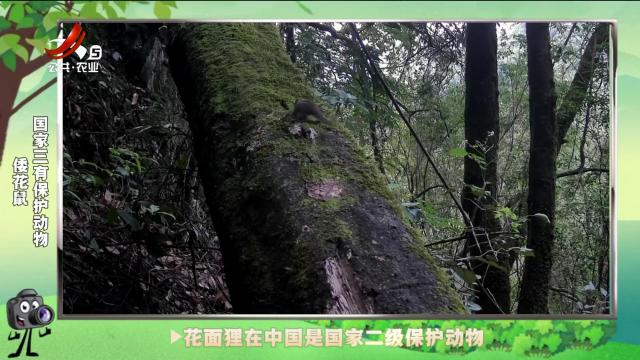 绿野秘踪20241115
