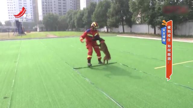 安全提醒——被狗咬住 如何脱困？