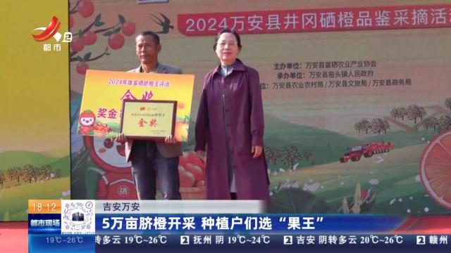 吉安万安：5万亩脐橙开采 种植户们选“果王”