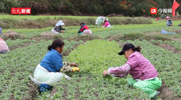 江西浮梁：“盒马村”里采收忙 市民餐桌有保障