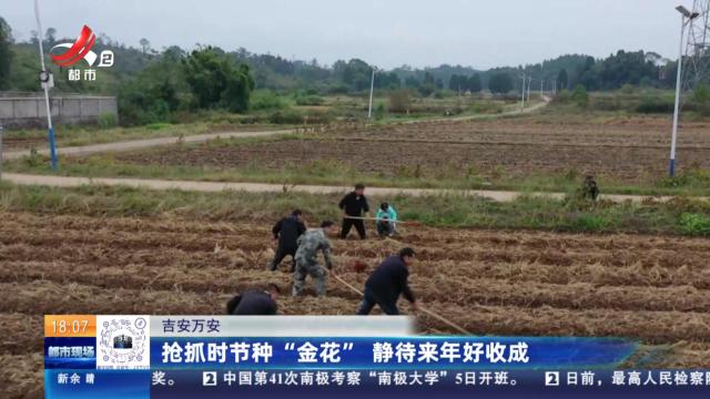 吉安万安：抢抓时节种“金花” 静待来年好收成