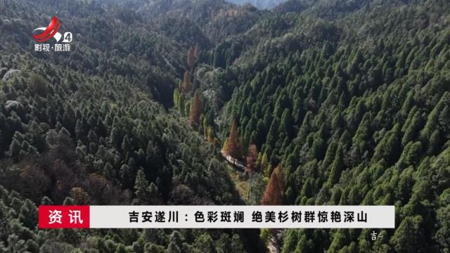 吉安遂川：色彩斑斓 绝美杉树群惊艳深山