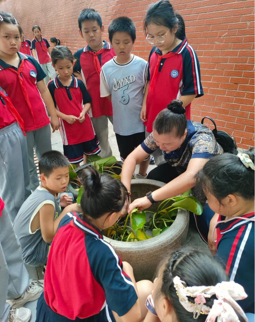 资溪县第二小学亲历水培奇迹：睡莲生长记