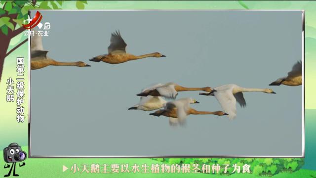 绿野秘踪20241101