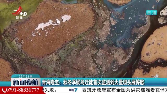 青海隆宝：秋冬季候鸟迁徙首次监测到大量斑头雁停歇