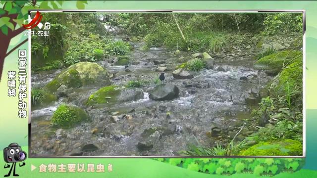 绿野秘踪20241126