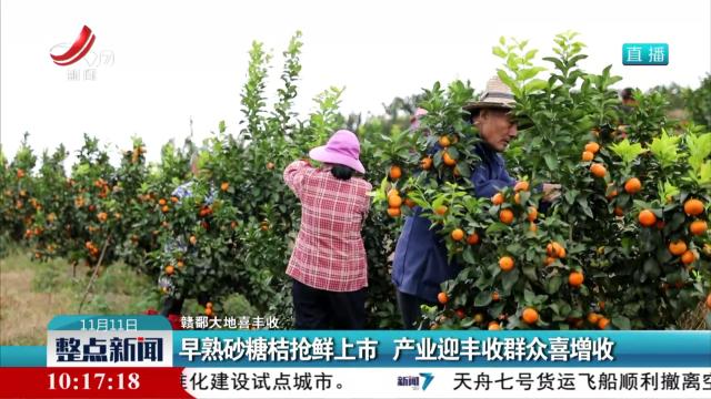 【赣鄱大地喜丰收】早熟砂糖桔抢鲜上市 产业迎丰收群众喜增收