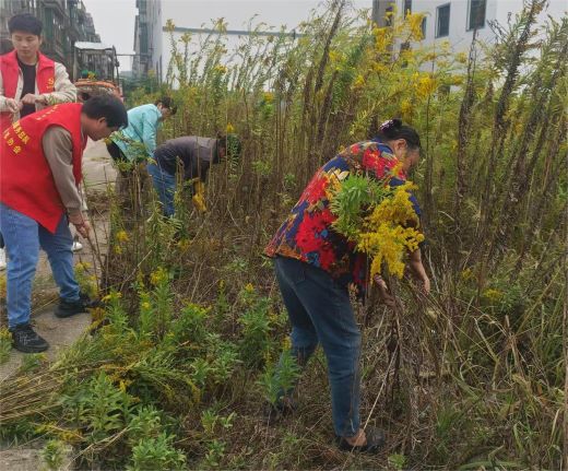 丰城市龙津洲街道：清理一枝黄花 守护生态安全
