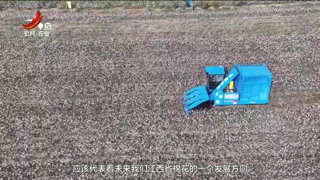 三农头条20241102