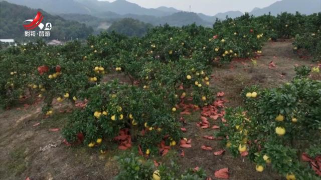 【多彩金秋·独好江西】上饶：柚果飘香好“丰”景